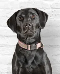 "Rey" - The Office Black Lab pictured with a white brick wall background